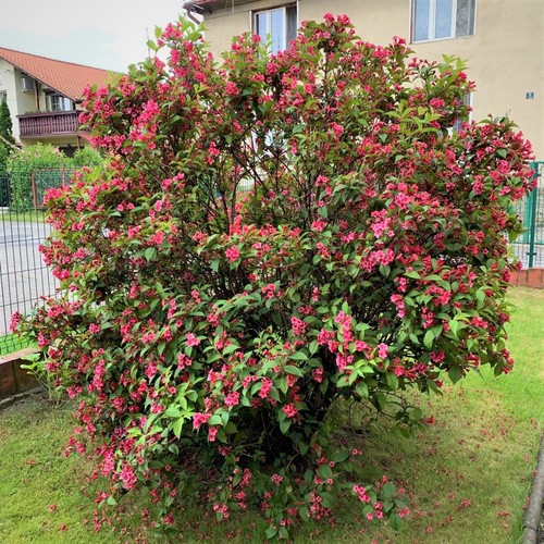 Weigela (Krzewuszka cudowna) Red Prince